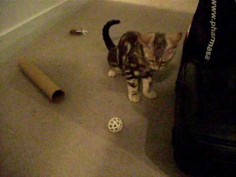 Find that toy part 2