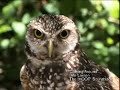 NWF Backyard Habitats