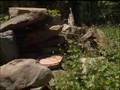 NWF Backyard Habitats