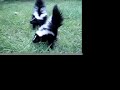 baby skunks
