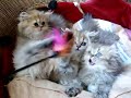persan chinchilla/golden
