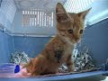 Injured kitten Injured kitten