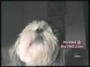 Os Peores Videos do Mundo Os Peores Videos do Mundo