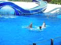 Sea World Blue Horizons Part 1 Sea World Blue Horizons Part 1