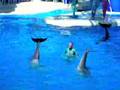 Sea World Blue Horizons Part 1