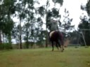 minha-tartaruga-eh-animal-huahuahuahua.html