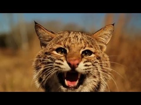 trapping - Making trap modifications is a great way to prepare for trapping next year. Some trappers will just hang their traps in the garage and pull them back out nex...