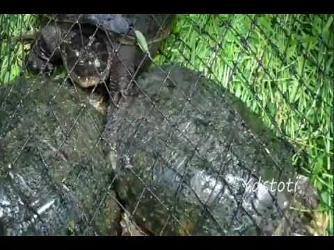 how to eliminate turtles from a pond