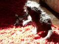 Black kittens kick eachothers asses