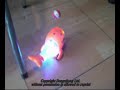 toy cetacean