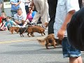 daschunds at the pet parade