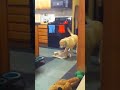 Kismet vs Grocery Bag