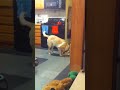 Kismet vs Grocery Bag