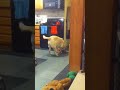 Kismet vs Grocery Bag