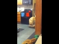 Kismet vs Grocery Bag