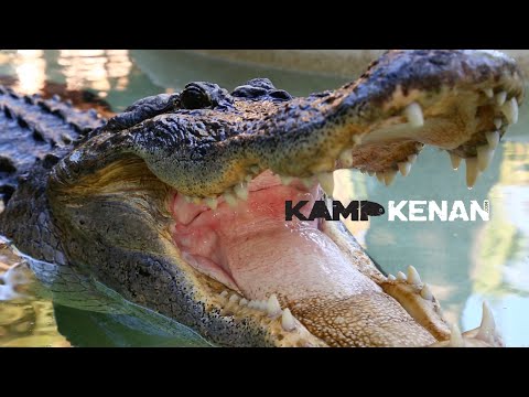 YouTube reptile video