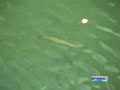 Salmones y reos en Asturias