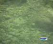 Salmones y reos en Asturias