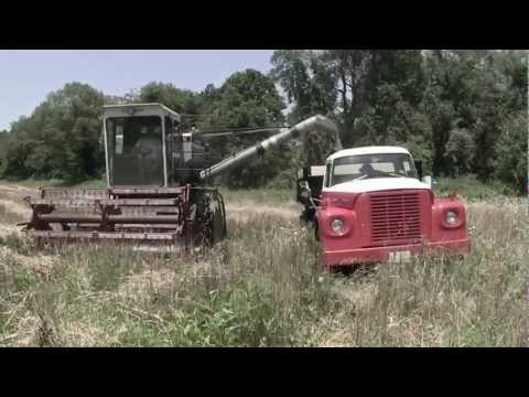 how to harvest rye grain