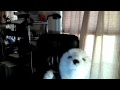 Hardy's VLOG for the Dogtoon Holiday Variety Show