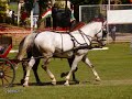 Fogathajt�s2008