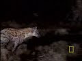 Big Cats: Leopard vs. Hyena and Lion