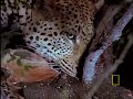 big cats: leopard vs  hyena and lion