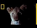 Big Cats: Leopard vs. Hyena and Lion