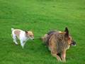 videos de PATCH BARKING AT TIP