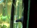 videos de reactor de co2