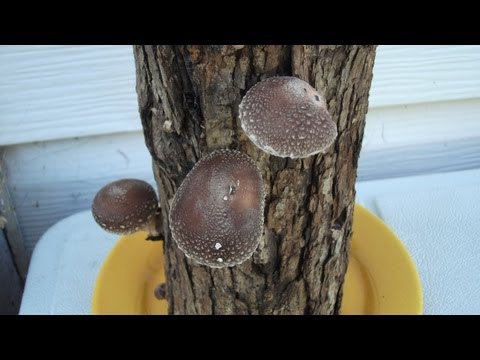 mushroom - YourProduceGuy shows you how to grow Shiitake Mushroom on logs. Many of you probably didn't know that you can grow your own fresh mushrooms at home in your o...