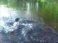 the backyard pond jump the backyard pond jump