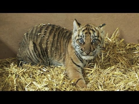 tiger