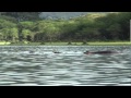 Around the lake Naivasha (Kenya)