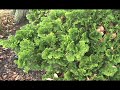How to ID Chamaecyparis obtusa \ How to ID Chamaecyparis obtusa \