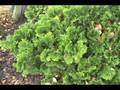videos de How to ID Chamaecyparis obtusa 'Nana Gracilis'