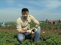 Plantatii de 150 ha de capsune in regiunea Moscovei Совхоз имени Ленина Tehnologia de cultivare: Plantatii de 150 ha de capsune in regiunea Moscovei Совхоз имени Ленина