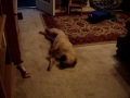 Shar-pei goes crazy after his ears are cleaned