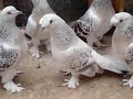 Taklaci Güvercin 30 Takla Mardin Kürt Pigeon Kurdish Taklaci Güvercin 30 Takla Mardin Kürt Pigeon Kurdish
