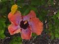 videos de Enchantment de Botanica