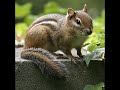 BREAKING BANJAMIN-SO COLD CHIPMUNKED
