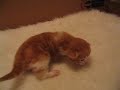 kittens-take-their-first-steps.html