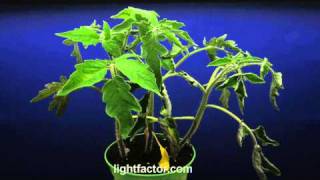 Time Lapse of Watered Tomato Plant HD