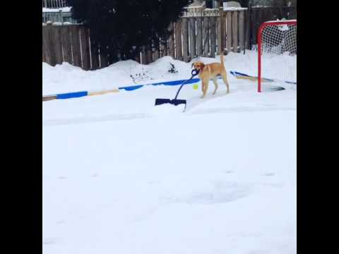 Dog shovels snow: What tricks can your dog do...