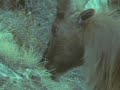 Planeta viviente de David Attenborough The Building of the Earth 2 / 6
