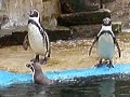 PINGUINS OERLE PINGUINS OERLE