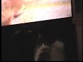 Sheltie Watches Self On TV