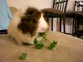 Guinea-pig-eating-pa