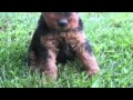 Welsh Terrier Welpen in Zörbig OT Quetzdölsdorf