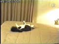 Startled Cat Jumps Head First into Wall